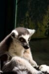 009-lemur.jpg