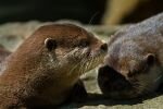 019-otter.jpg