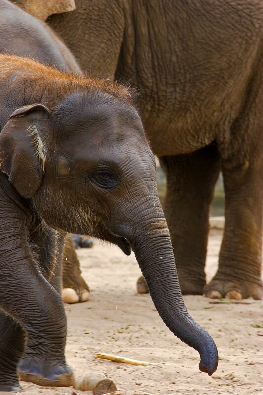 ein junger Elefant