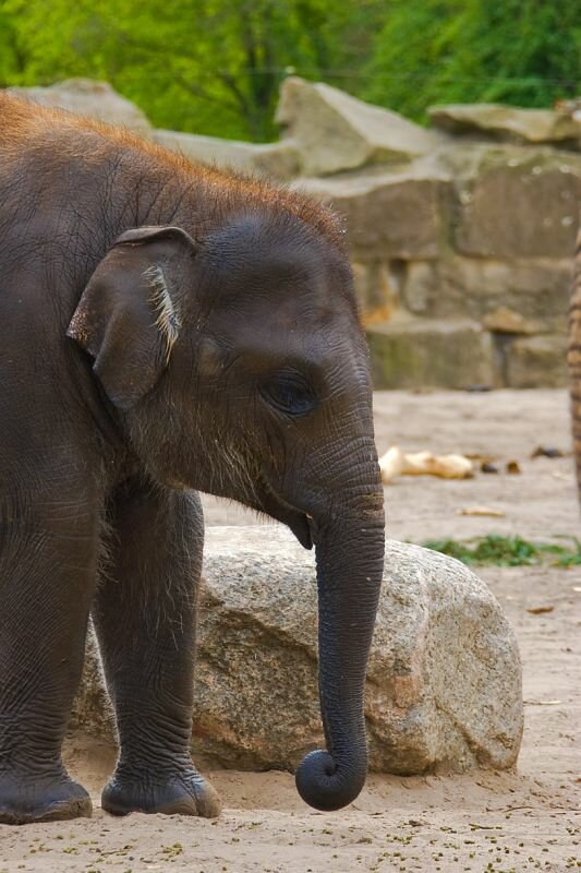 ein kleiner Elefant