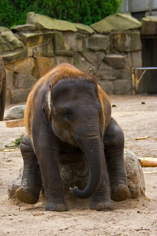 Der kleine Elefant muss sich erstmal den Hintern scheuern ;-)