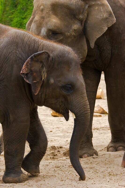 ein kleiner Elefant