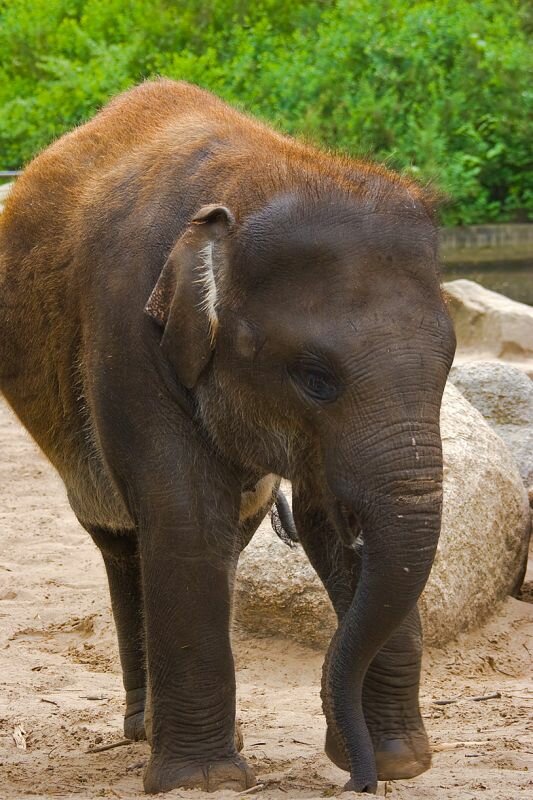 ein noch junger Elefant