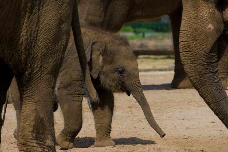 ein kleiner Elefant