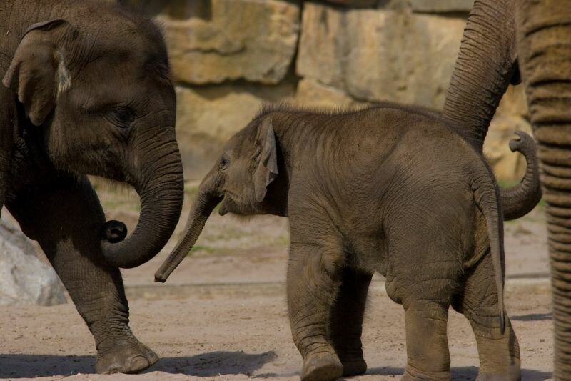 der kleine Elefant ist sehr verspielt