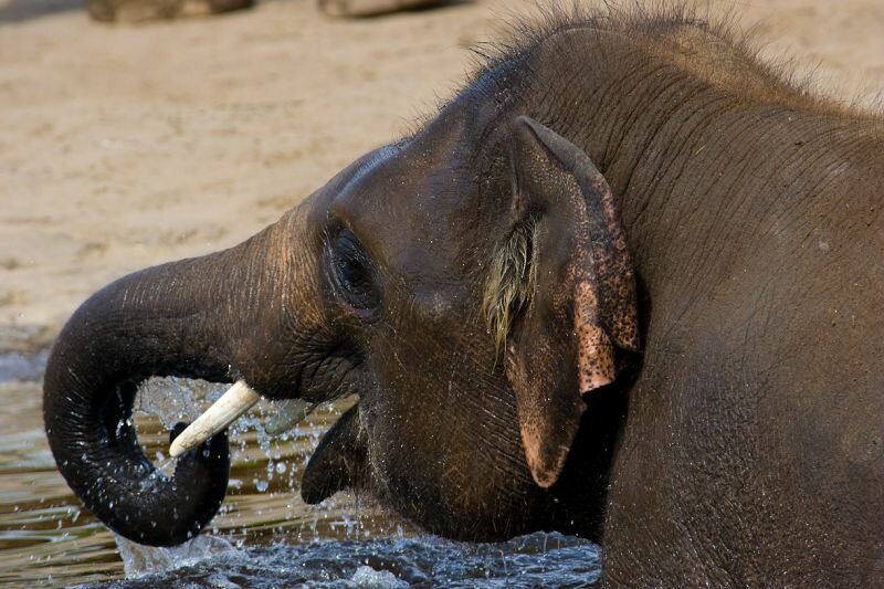 ein Elefant im Wasser beim Baden