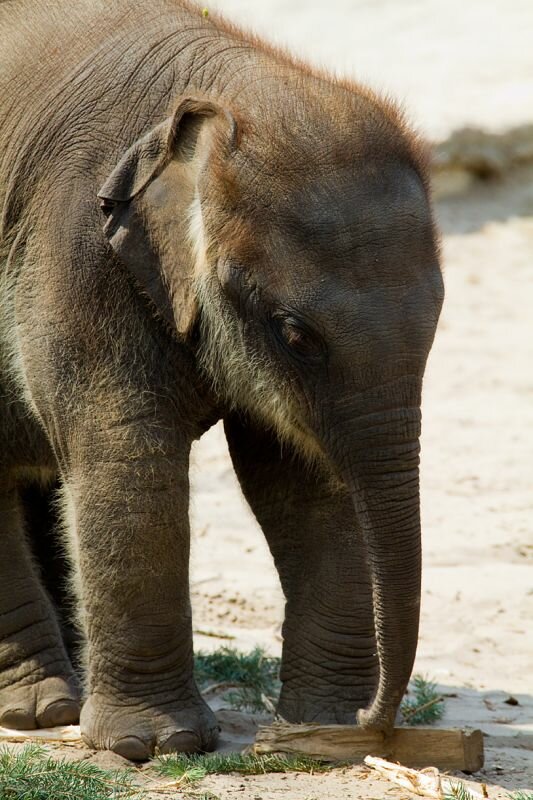 kleiner Elefant