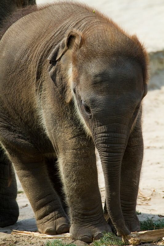 kleiner Elefant