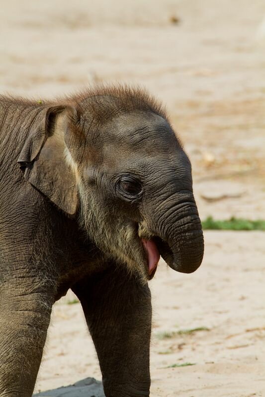 kleiner Elefant nuckelt an seinem Rüssel :-)