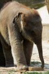 021-elefant-jung.jpg