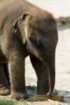 022-elefant-baby.jpg