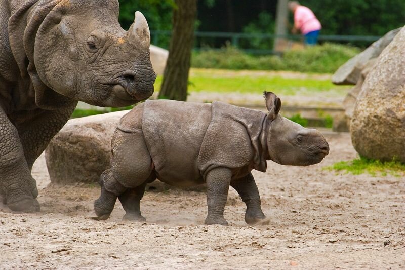 Babynashorn und die Mutter