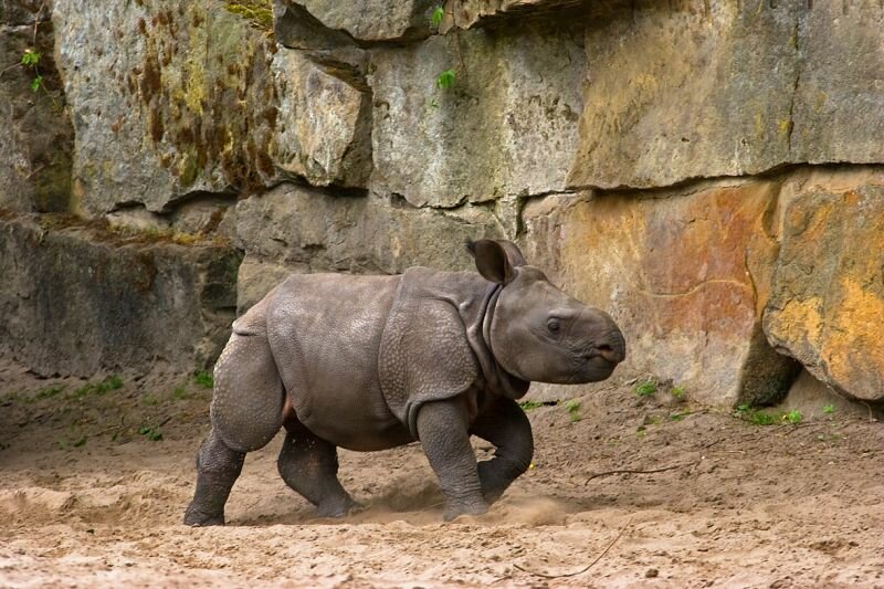 Panzernashorn ist ganz schön in Bewegung