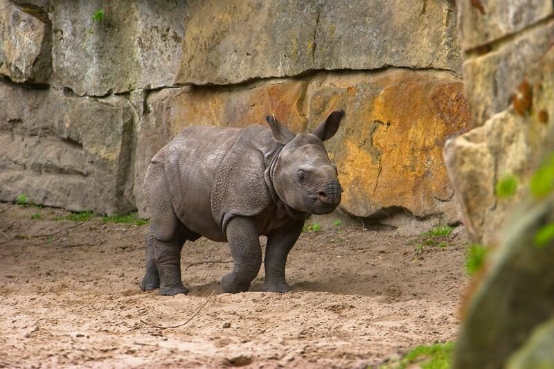 kleines Nashorn