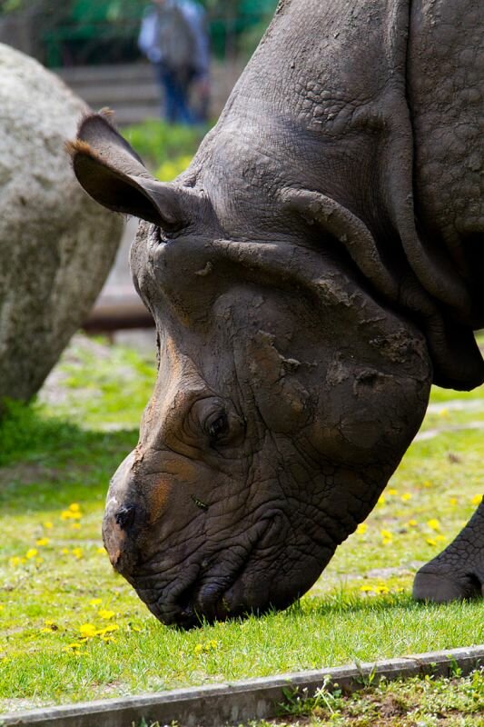 ein Nashorn frisst