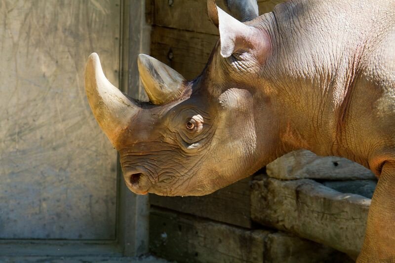 ein Nashorn