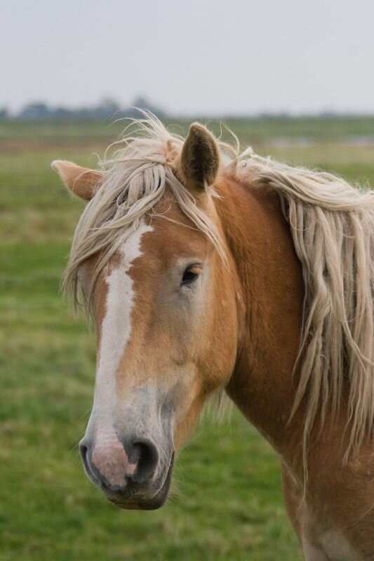 ein Pferd (Haflinger?)