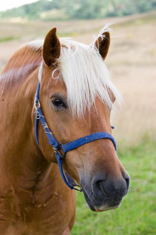 ein Pferd mit Stallhalfter