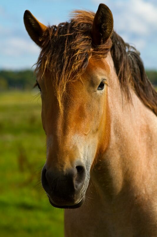 ein Pferd