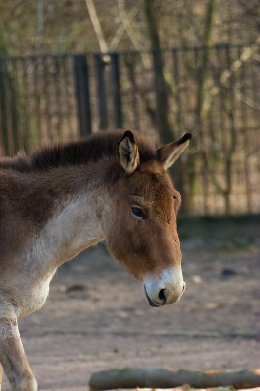 ein Przewalski-Pferd im Gehege