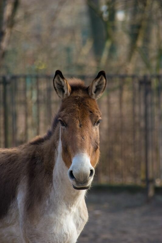 ein Przewalski-Pferd