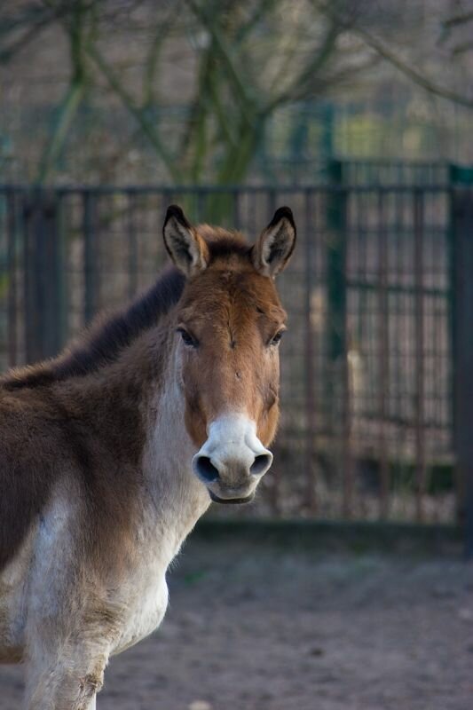 ein Przewalski-Pferd