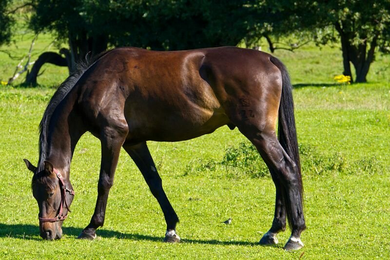 ein Pferd beim grasen