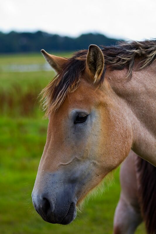 ein Pferd