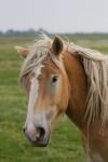 005-Pferd-Haflinger.jpg