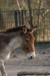 009-Przewalski-Pferd-im-Gehege.jpg