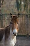 010-Przewalski-Pferd-schaut.jpg