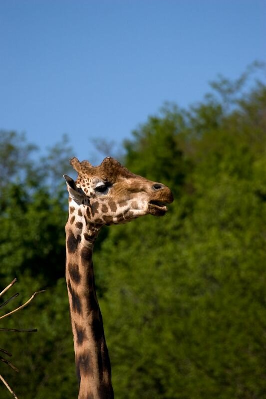 eine Giraffe im Zoo