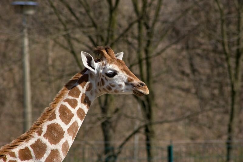 eine Giraffe