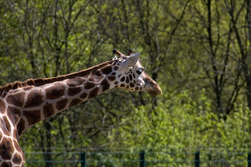 eine Giraffe