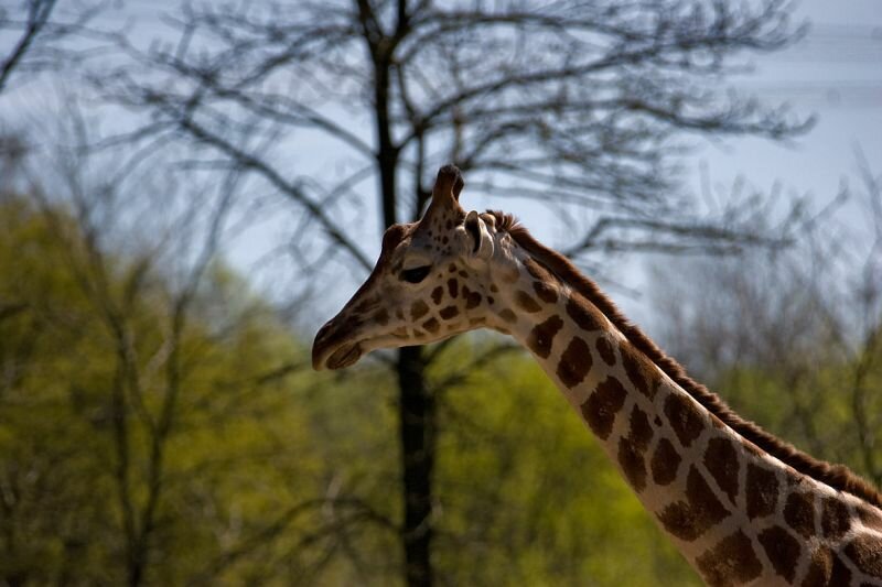 eine Giraffe