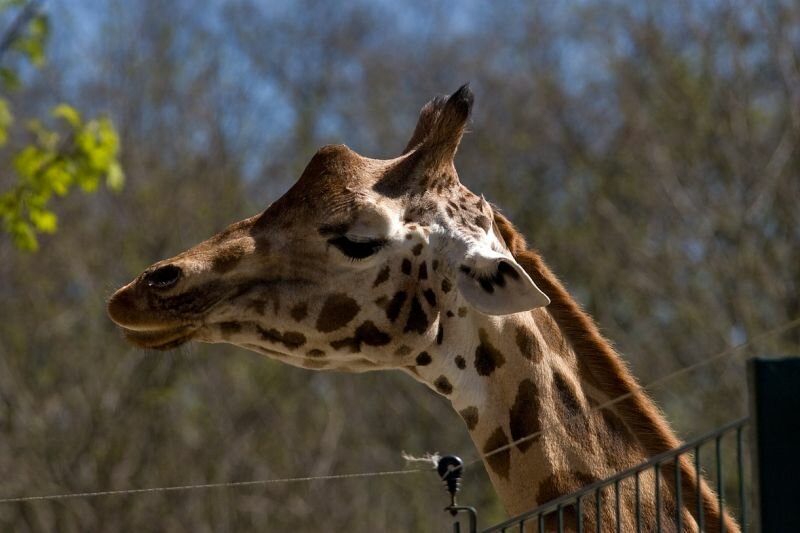 eine Giraffe