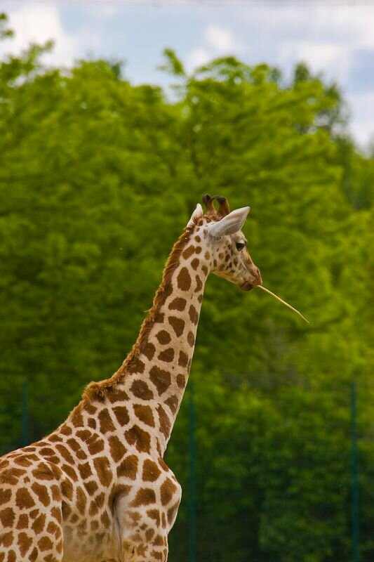 eine Giraffe knabbert an einem Ast