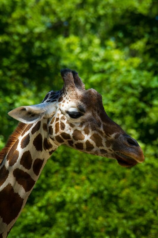 eine Giraffe