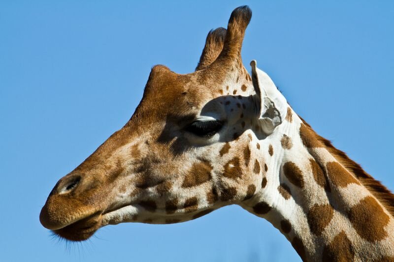 Kopf einer Giraffe