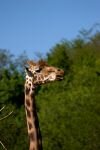 001-Giraffe-Zoo.jpg