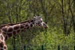 007-eine-Giraffe.jpg