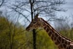 008-eine-Giraffe.jpg