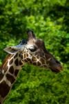 015-giraffe.jpg