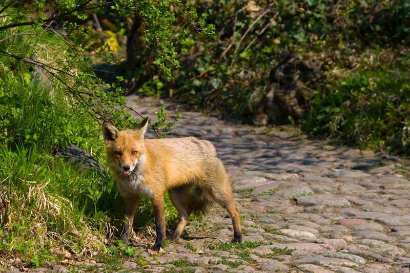 ein kleiner Fuchs