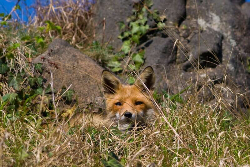 ein Fuchs