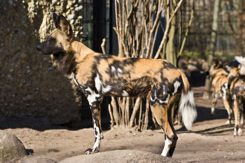 ein Afrikanischer Wildhund