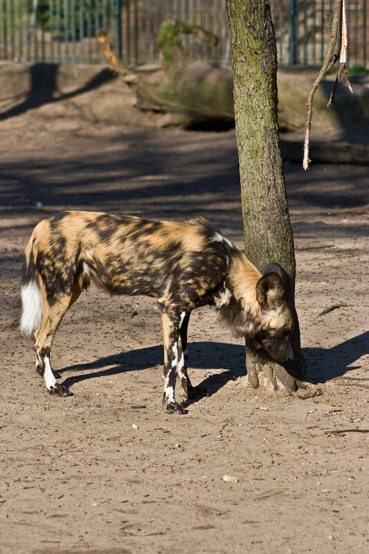 ein Afrikanischer Wildhund