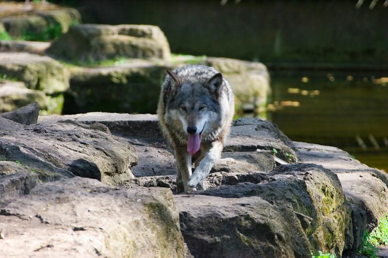 Ein Wolf