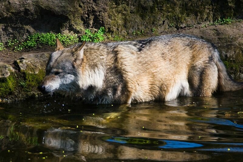 Ein Wolf nimmt ein Bad