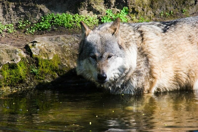 ein Wolf im Wasser